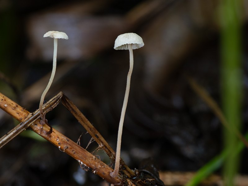 Marasmiellus vaillantii